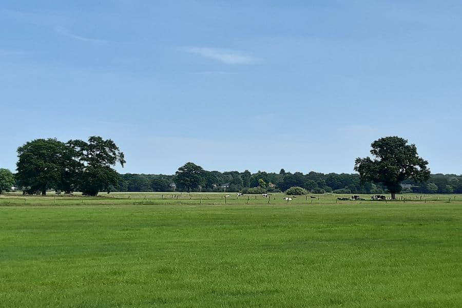 Wiesen am Wanderweg C1