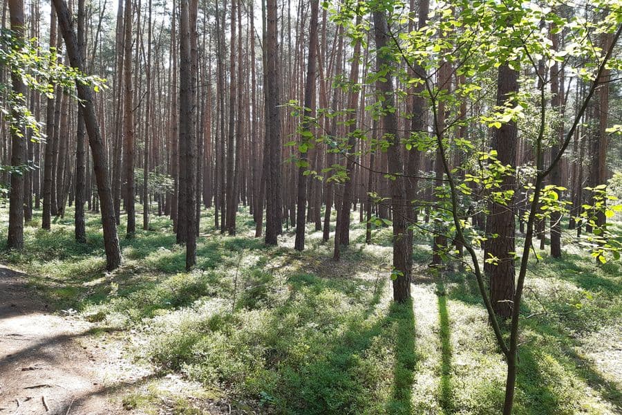 lichtdurchfluteter Kiefernwald