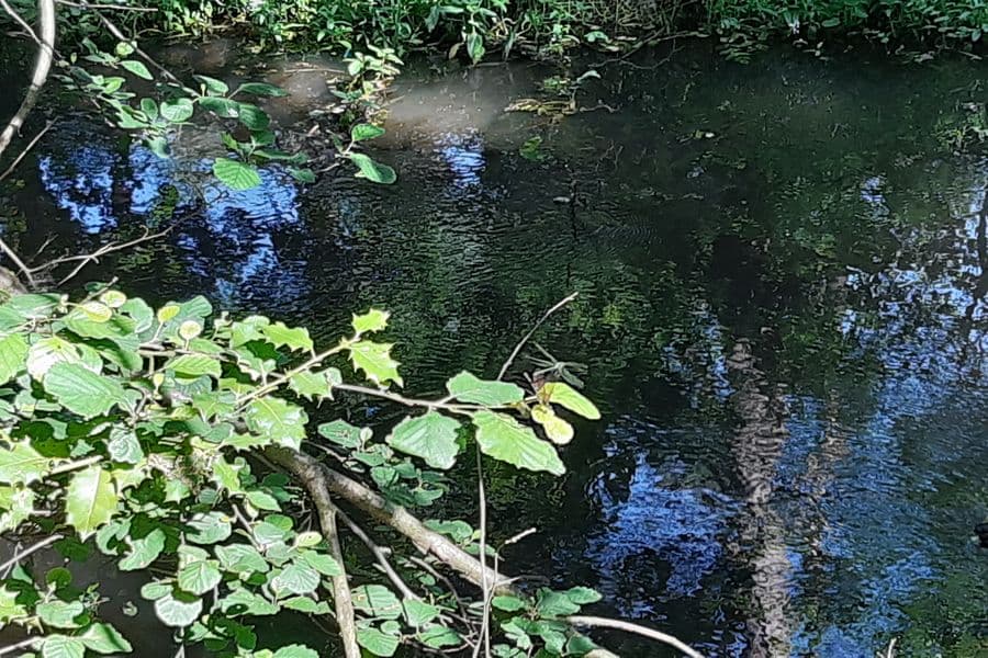 Libellen am Kanal