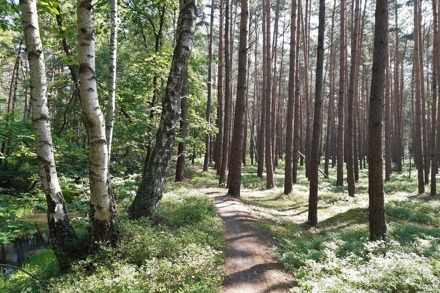 links Kanal, rechts Kiefernwald