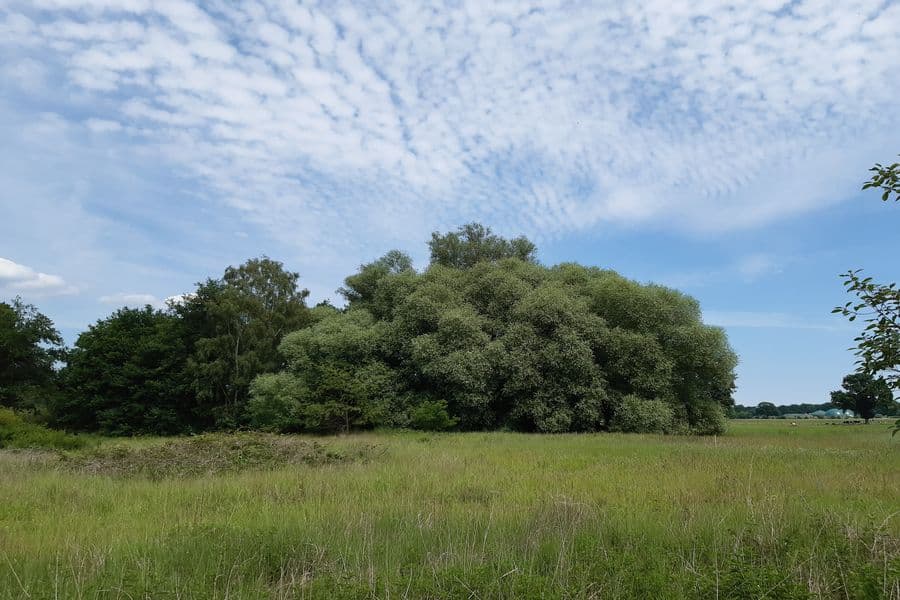 herrliche Baumgruppe am Wanderweg C1