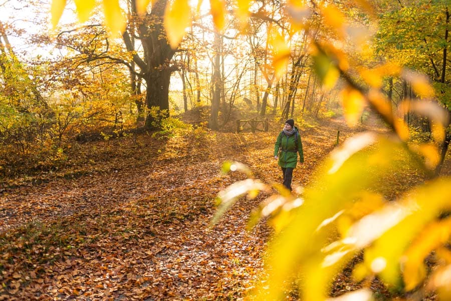 Wald im Gebiet Schwarze Berge