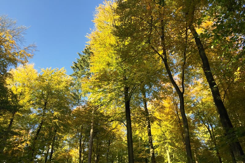 Bäume und Himmel