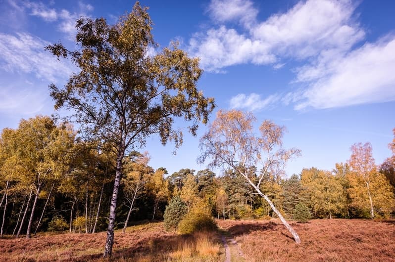 Baum Heidelandschaft Natur