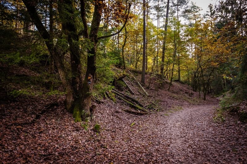 Berg Wald Bäume Wandern