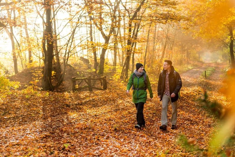goldener Buchenwald, Wanderer, Herbst
