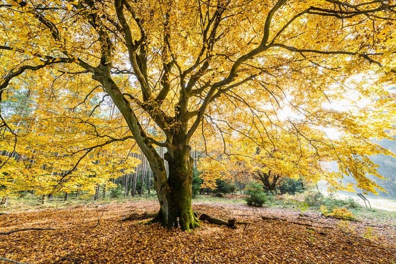 goldener Baum