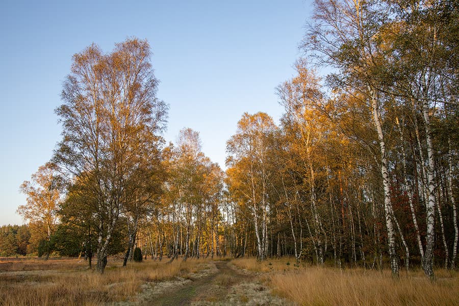 Oberoher Heide im Herbst