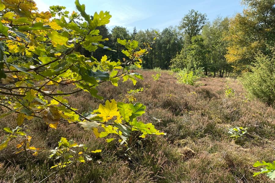 Oberoher Heide im Herbst