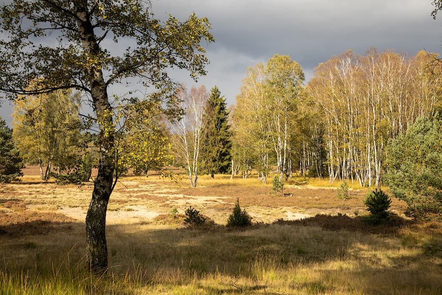 Oberoher Heide im Herbst