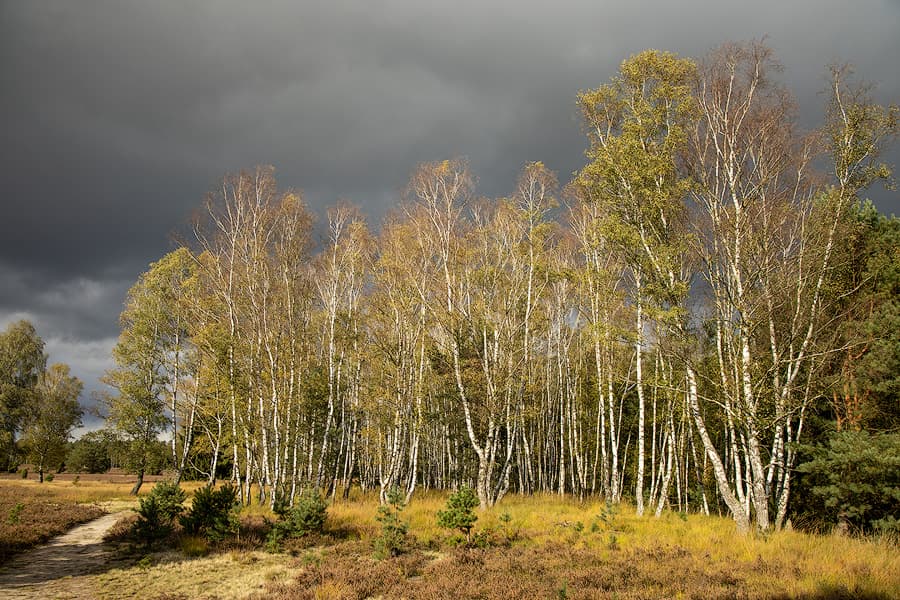 Oberoher Heide im Herbst