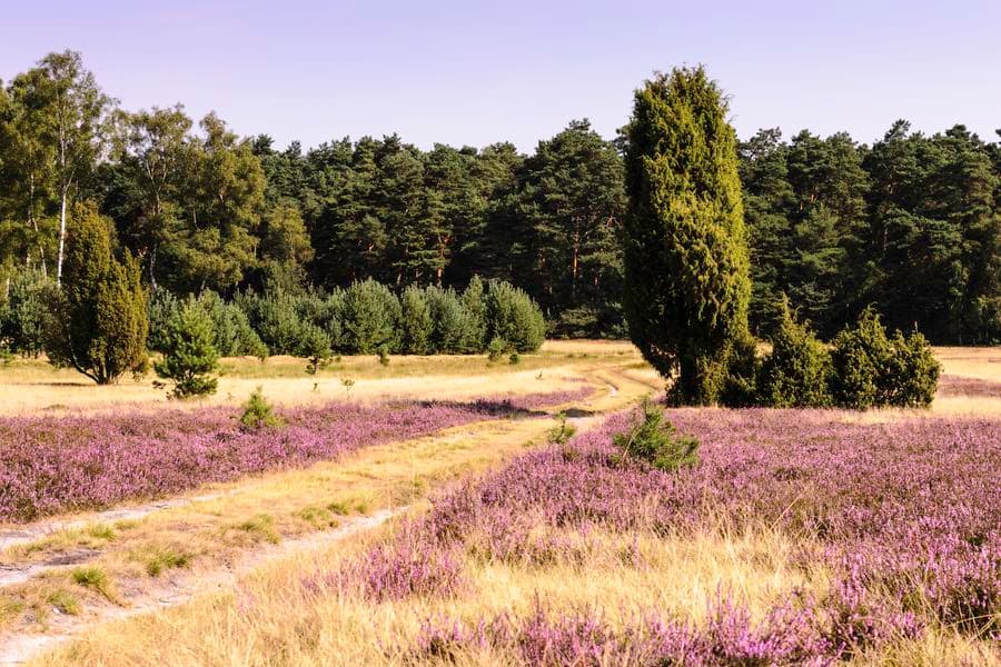 Naturerlebnispfad Südheide zur Heideblüte