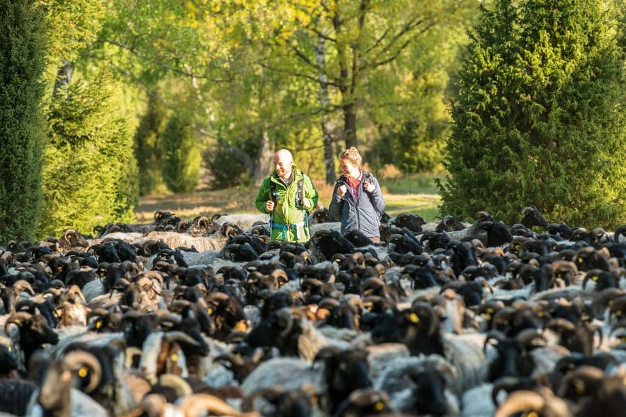 Heidschnucken am Naturerlebnispfad Südheide