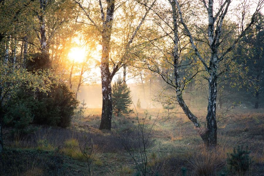 Herbststimmung am Naturerlebnispfad Südheide