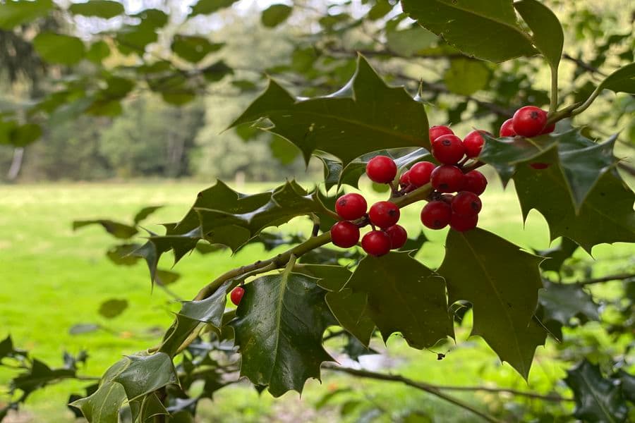 Ilex am Wegesrand