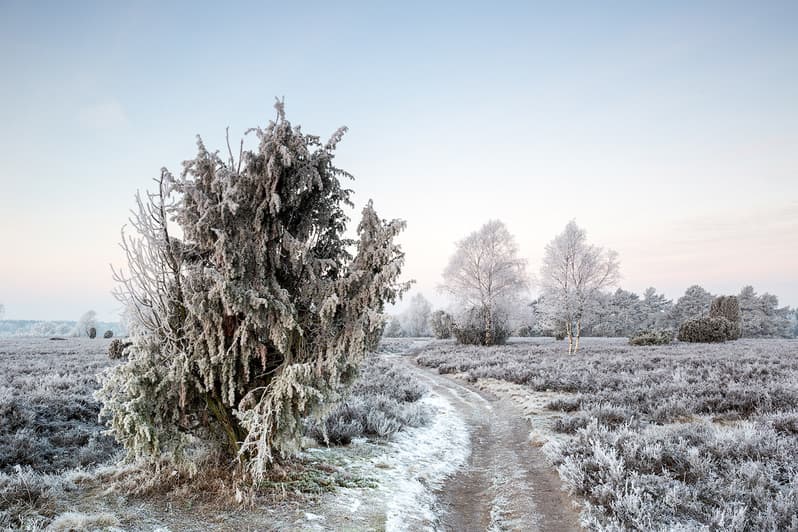 Wacholder, Wanderweg, Schnee