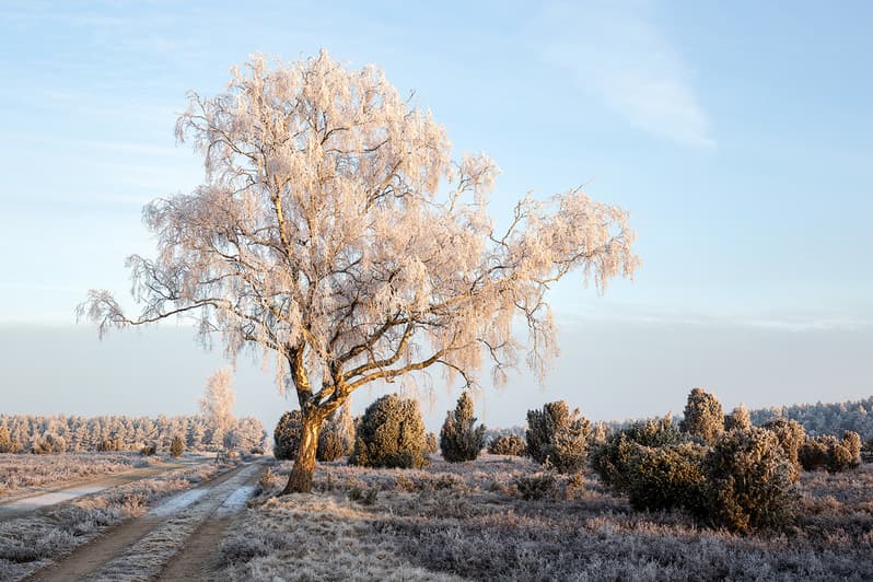 Winter in der Südheide