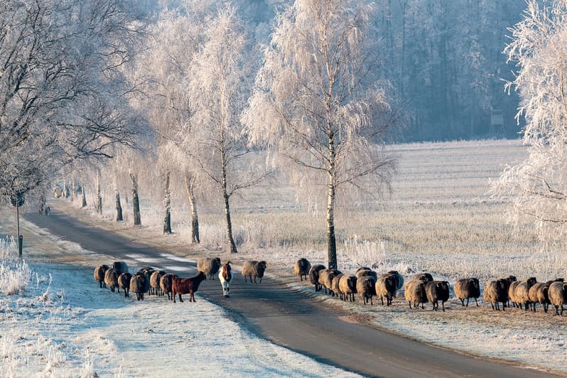 Heidschnucken im Winter