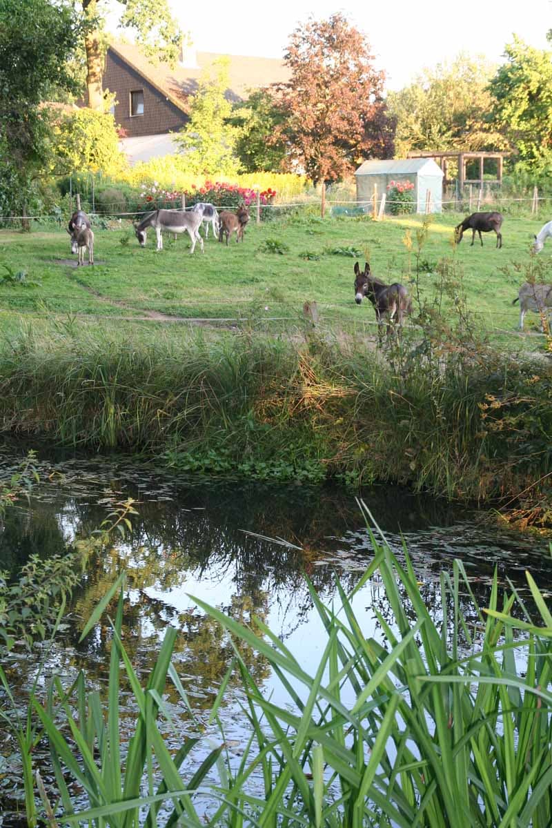 Tiere am Ilmenauradweg in Wieren