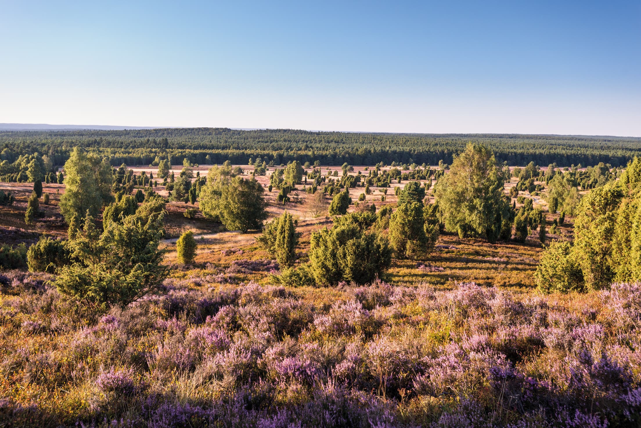 Blick vom Wilseder Berg