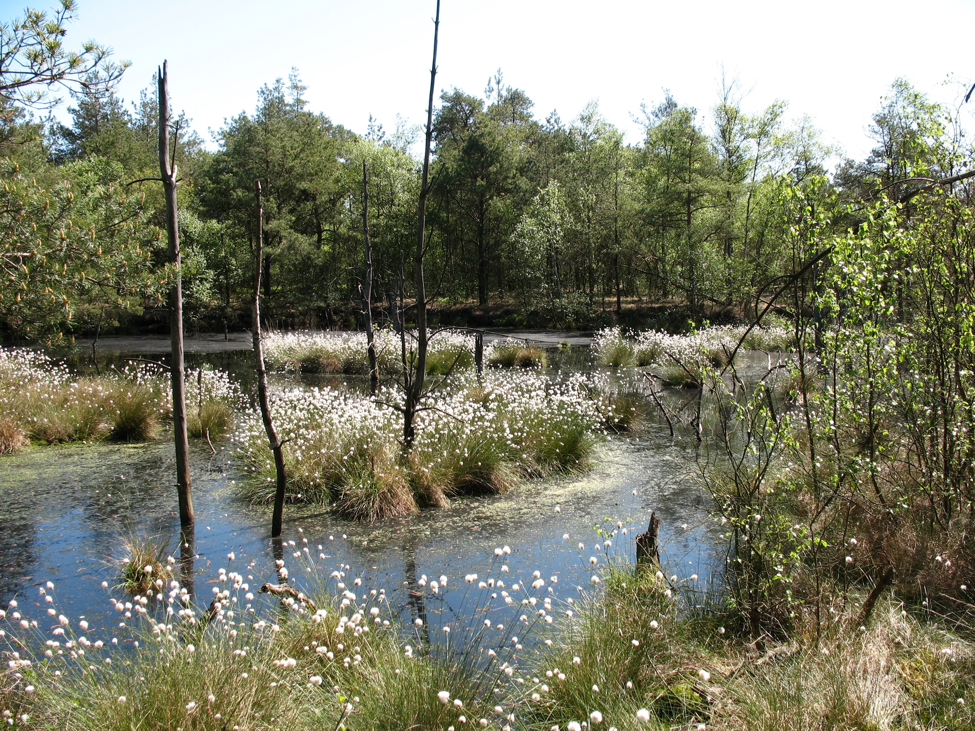 Wollgras im Pietzmoor bei Schneverdingen