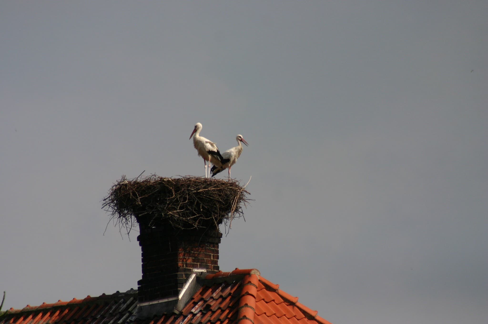 Störche in Bothmer