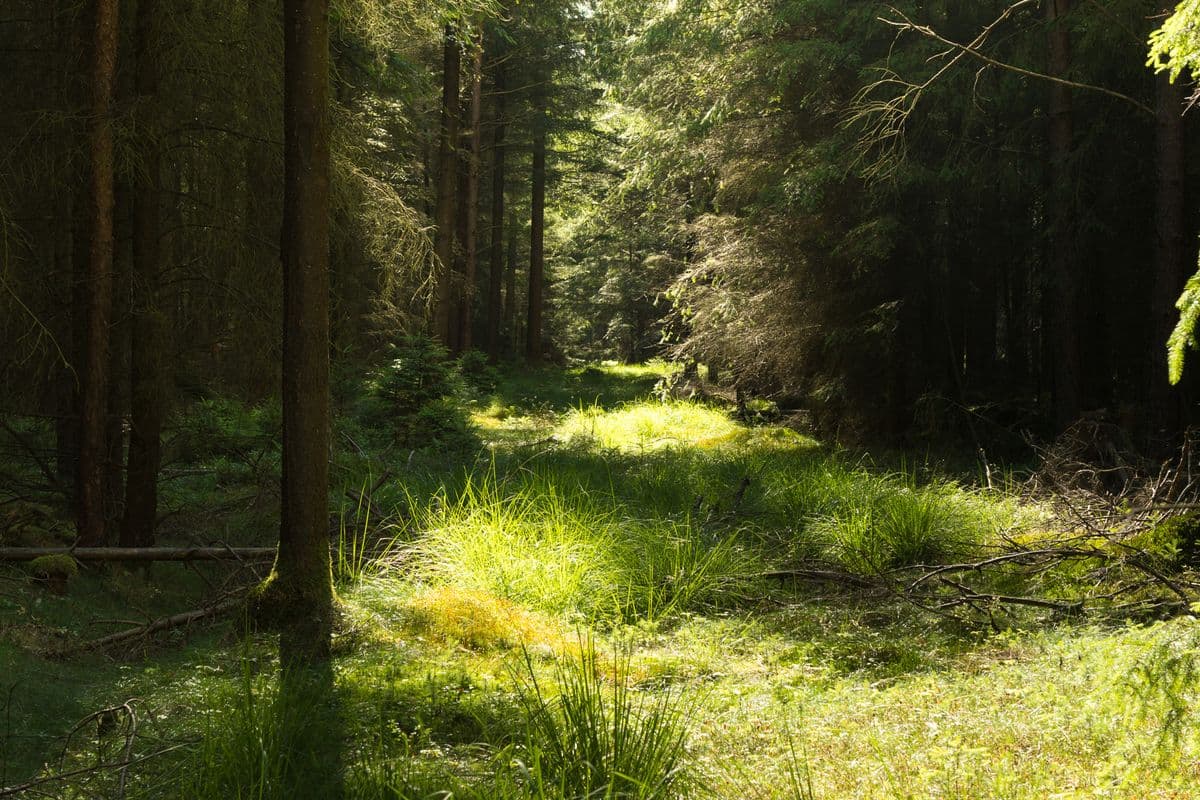 Waldgebiet in der Südheide