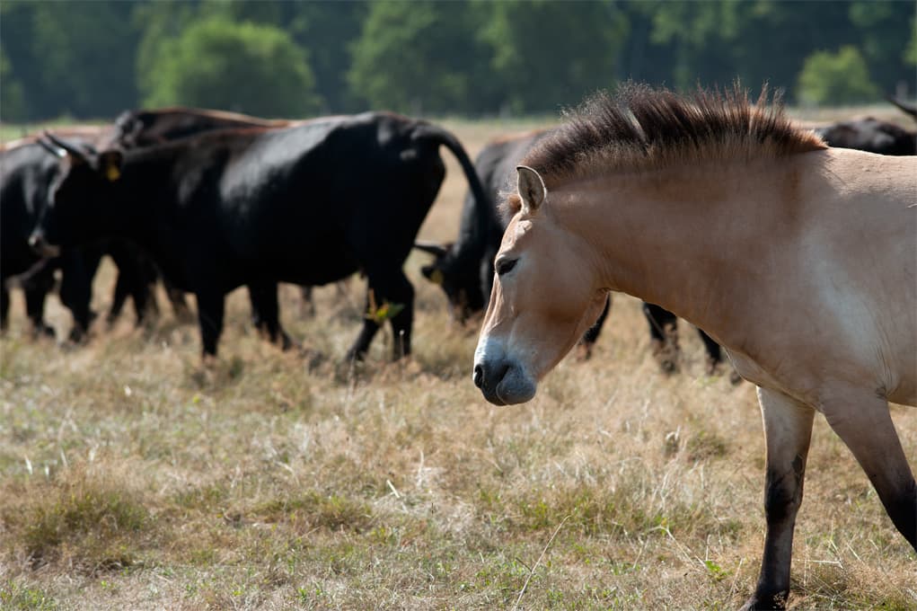 Przewalski Pferde auf  der Hornbosteler Hutweide