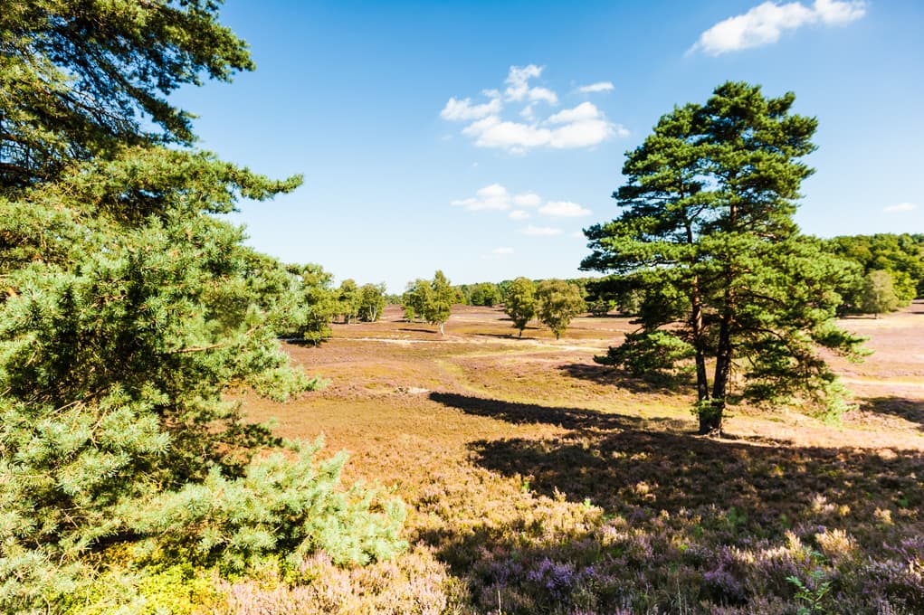 Fischbeker Heide