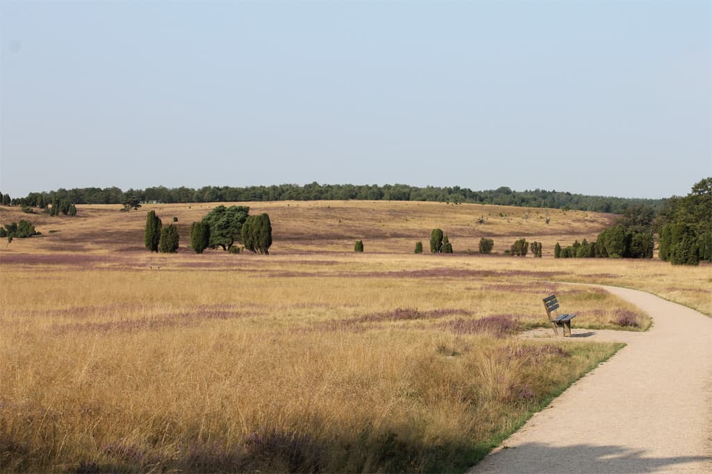 Heidschnuckenweg bei Niederhavebeck Wandern