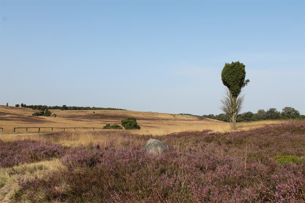 Heidschnuckenweg bei Niederhaverbeck, ideal zum Flachland Wandern