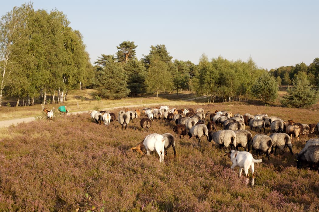 grasende Heidschnuckenherde am Wanderweg