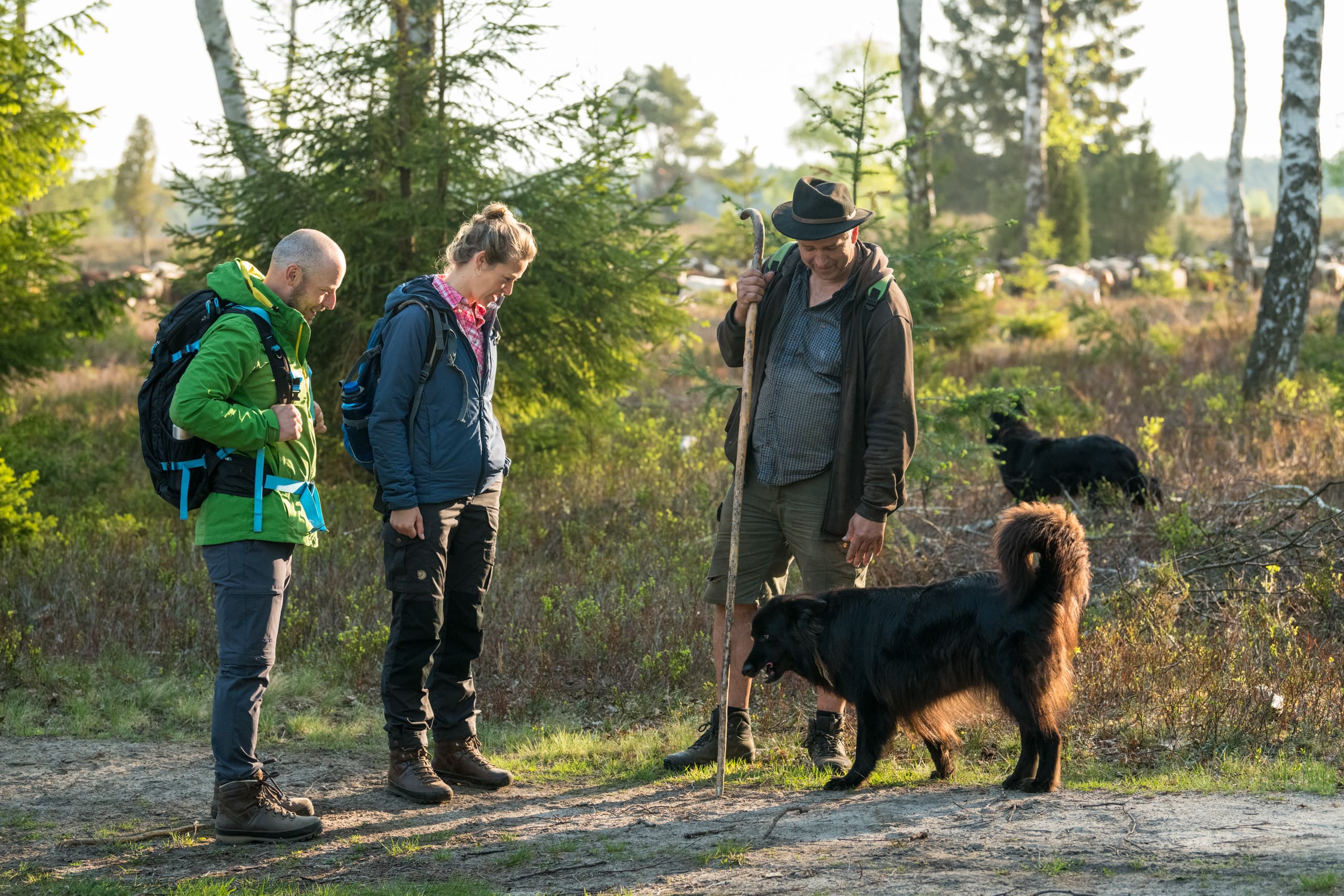 Den Schäfer in der Oberoher Heide treffen