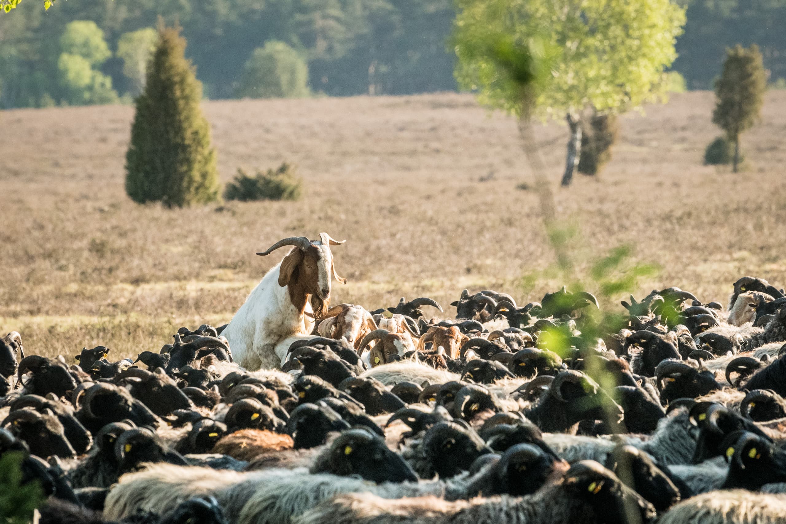 Heidschnuckenherde in der Oberoher Heide bei Müden (Örtze)