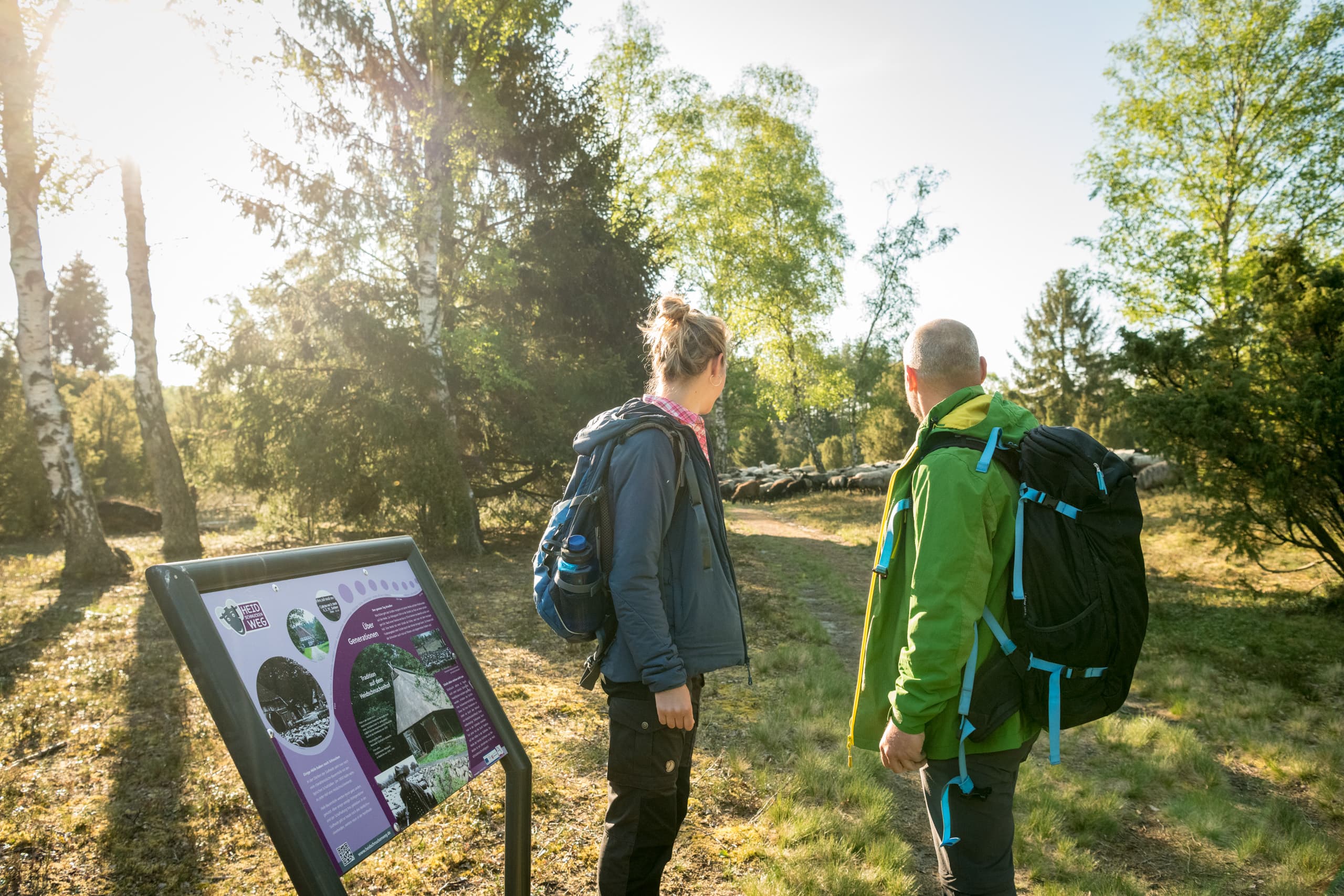 In der Oberoher Heide bei Müden (Örtze)