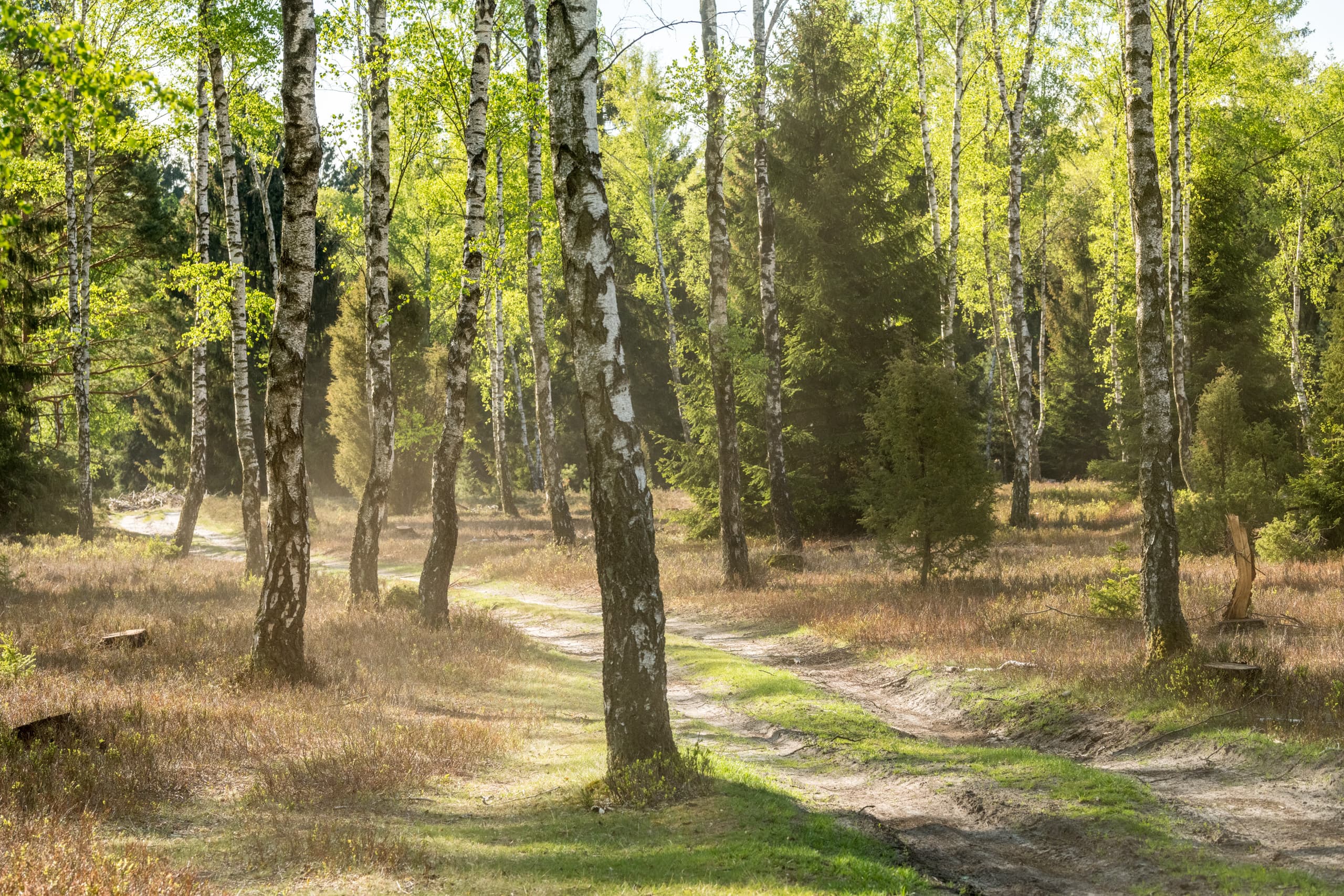 Birken in der Oberoher Heide bei Müden (Örtze)