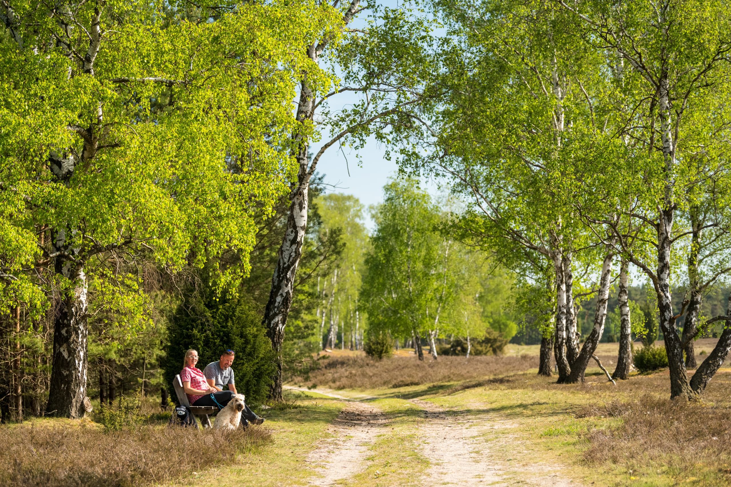 Heidschnuckenweg in der Oberoher Heide bei Müden (Örtze)