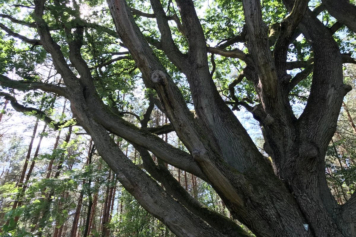 Bäume am Wanderweg nahe der Severloher Heide, die den Waldbrand überlebt haben