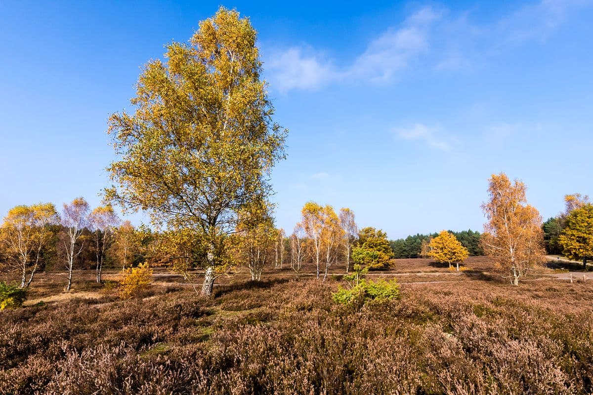 Severloher Heide bei Hermannsburg