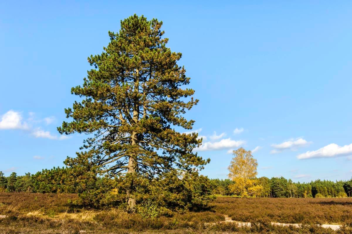 Wietzer Berg bei Müden (Örtze)
