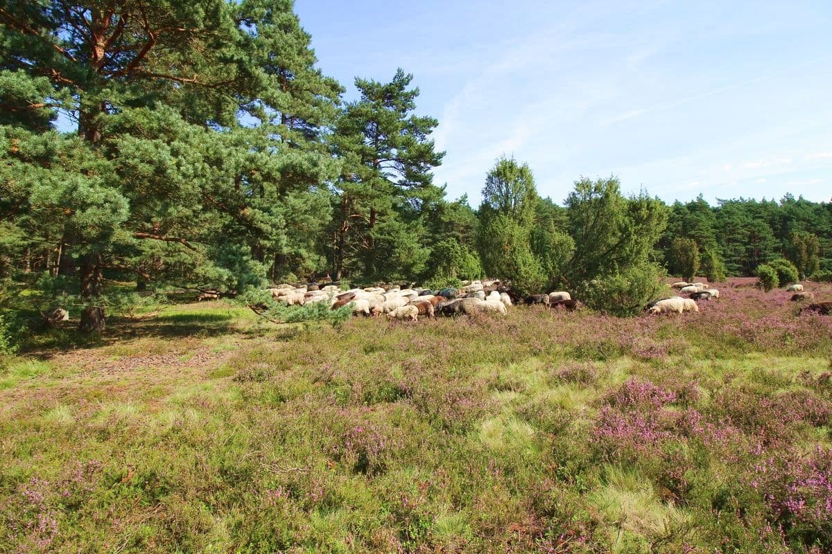 Heidschnucken auf der Misselhorner Heide 