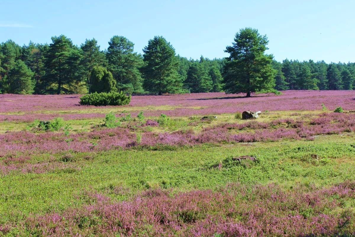 Die Weite der Misselhorner Heide 