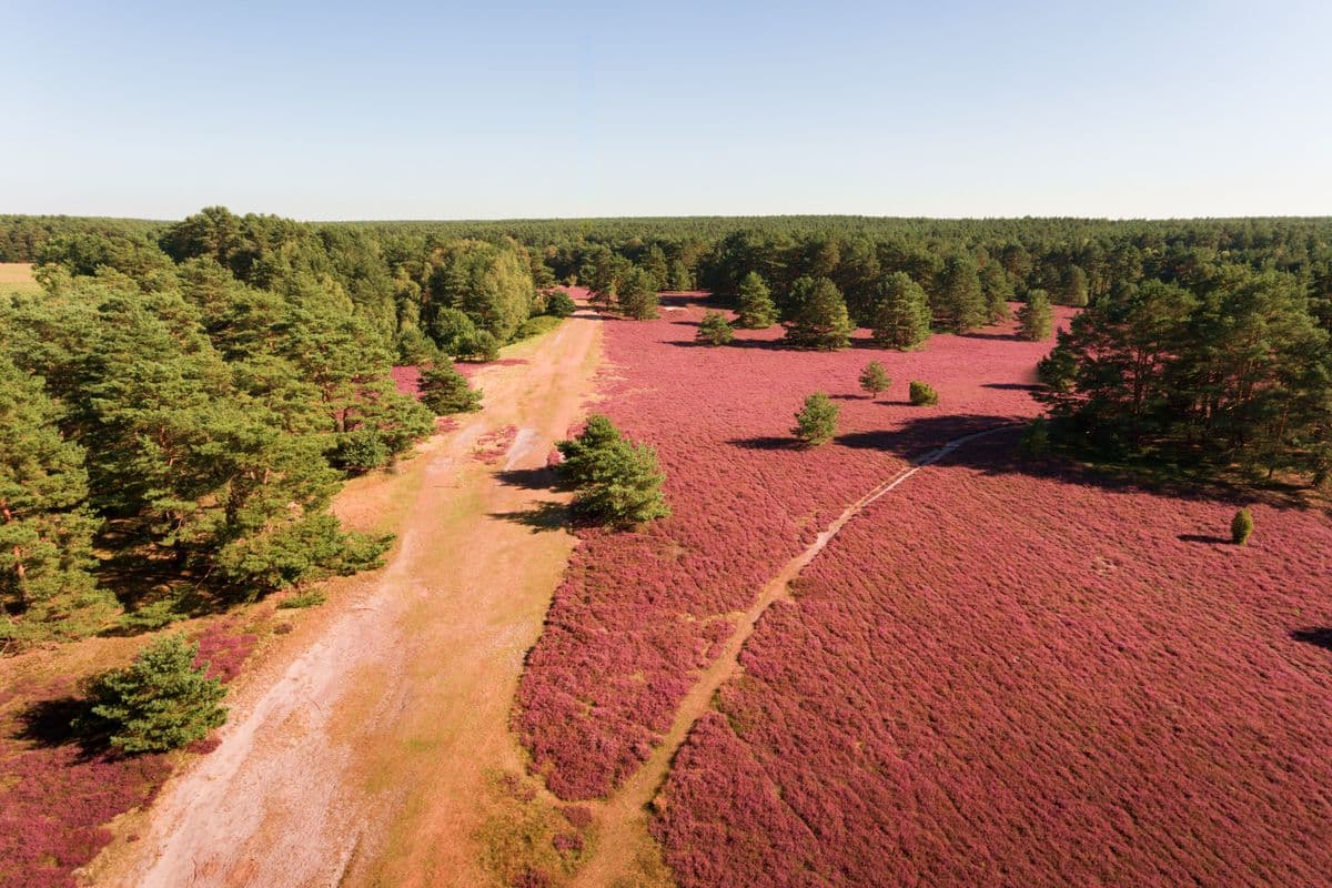 Luftaufnahme der Misselhorner Heide