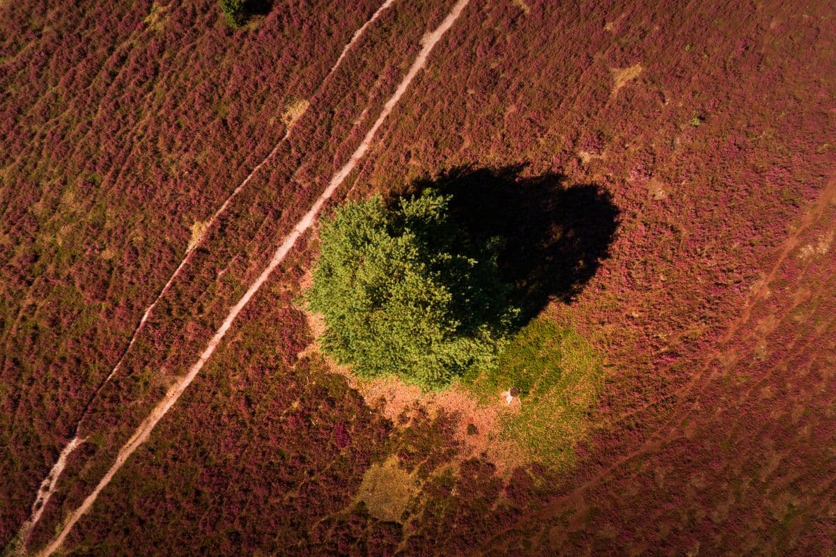Luftaufnahme der Misselhorner Heide, Hermannsburg, Naturpark Südheide