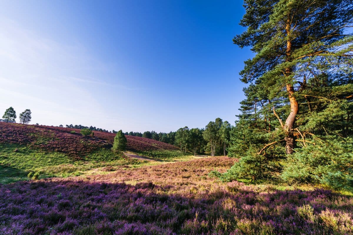 Das Tiefental an der Misselhorner Heide