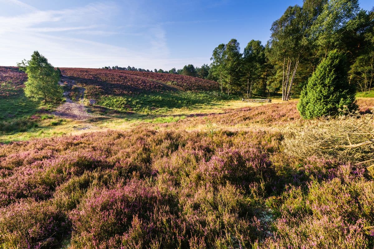 Das Tiefental an der Misselhorner Heide