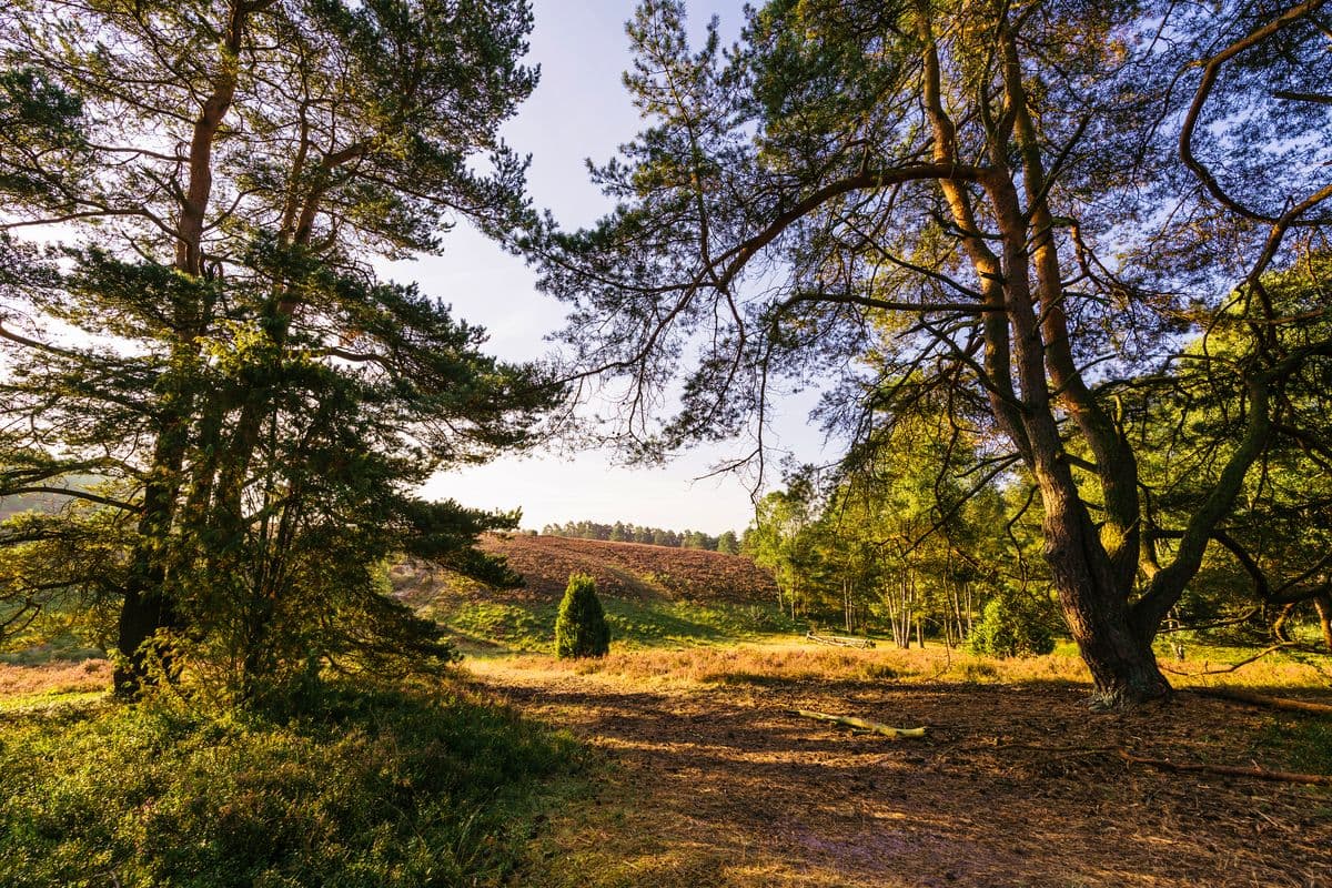 Waldrand am Tiefental, Misselhorner Heide, Hermannsburg