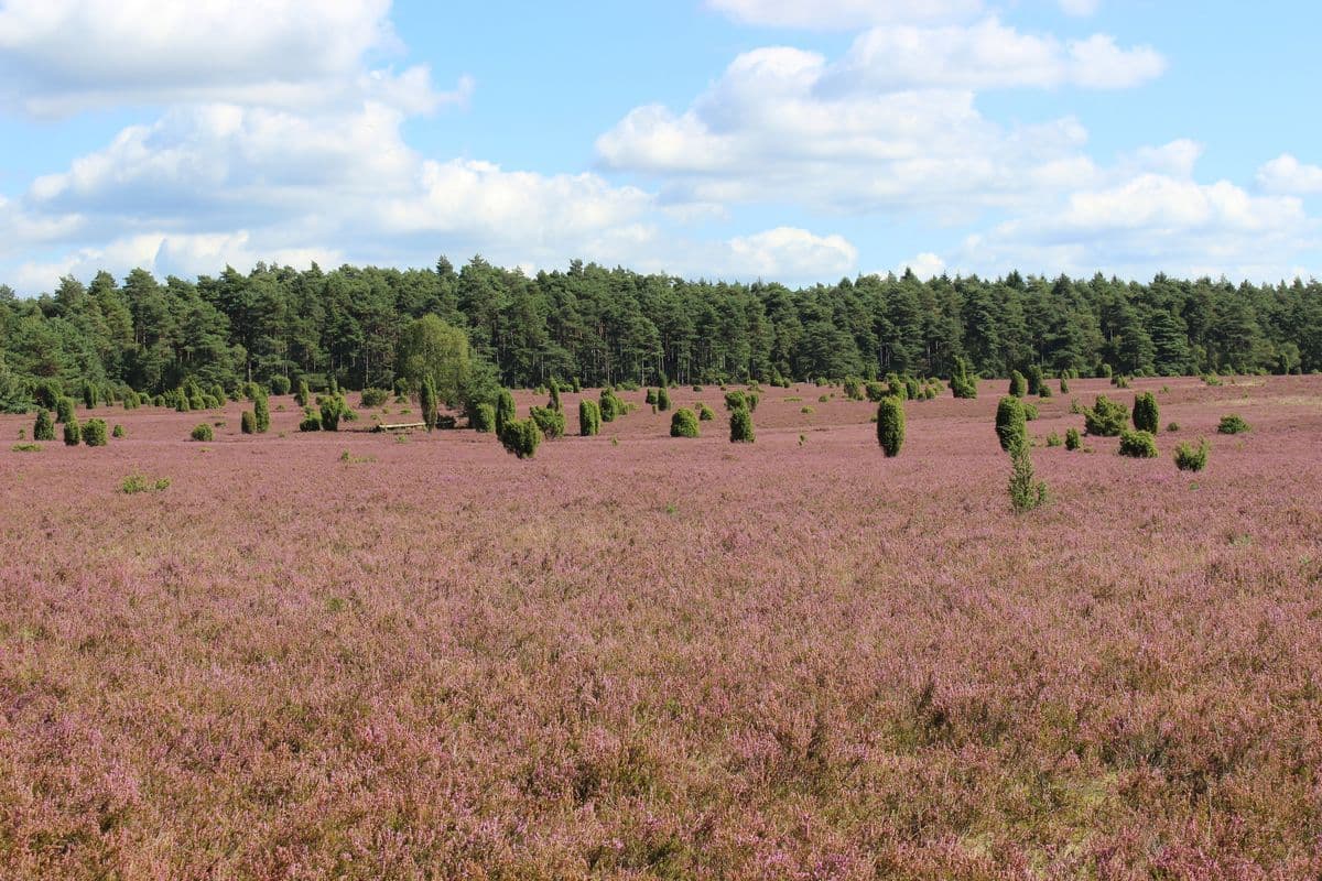 Am Tiefental bei Hermannsburg