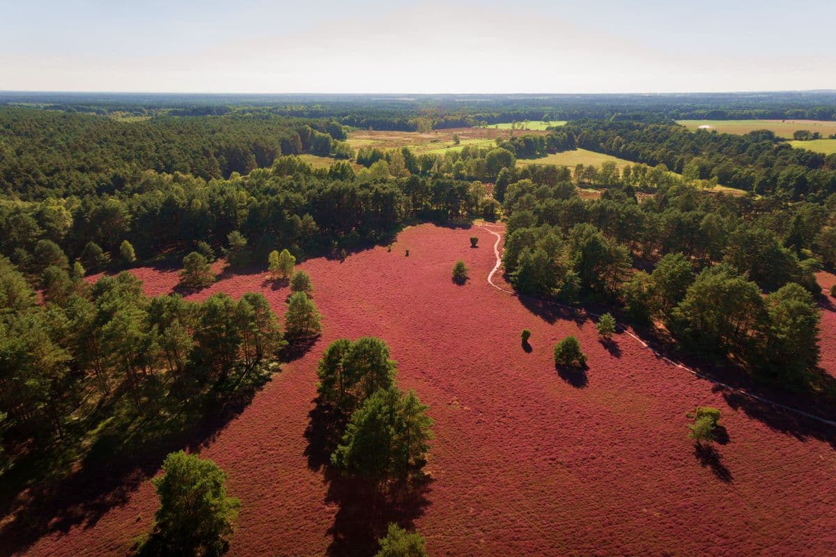 Luftaufnahme der Misselhorner Heide