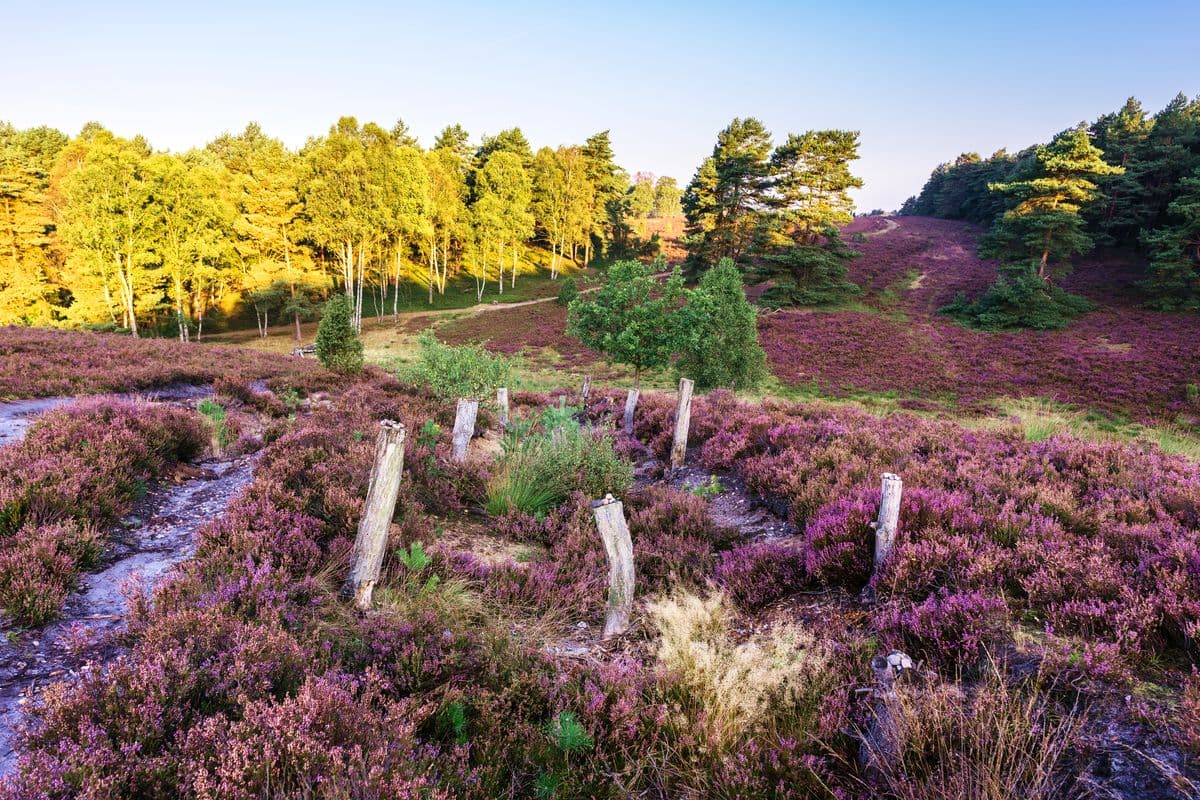 Das Tiefental an der Misselhorner Heide